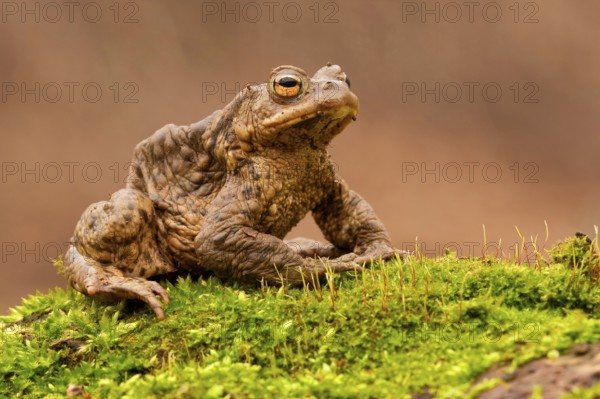 Common toad (Bufo bufo) Rhineland-Palatinate, Germany, Europe