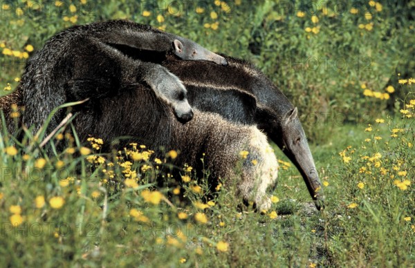 Giant anteater (Myrmecophaga tridactyla) carrying juvenile (anteater) (animals) (outside) (outdoor)