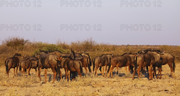 Blue wildebeests (Connochaetes taurinus) in morning light, Central Kalahari, Botswana, Botswana,