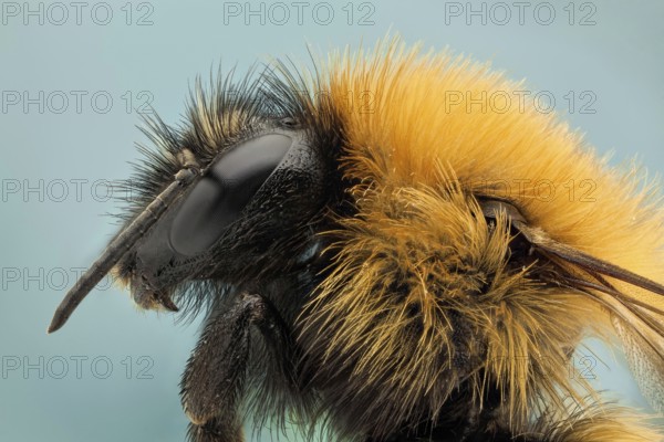 Like their relatives the honey bees, bumble bees feed on nectar and gather pollen to feed their