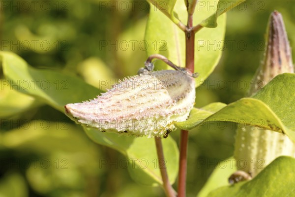 Closeup of the fruit, also called milkweed or silkweed. (Asclepias Syriaca) This plant produces