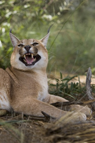caracal (CARACAL caracal) ADULT GROWLING, NAMIBIA