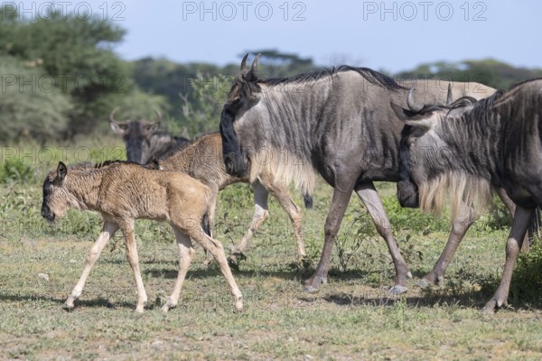 Wildebeest (Connochaetes), calf, newborn, juvenile, young, herd, Ndutu Conservation Area, Tanzania,