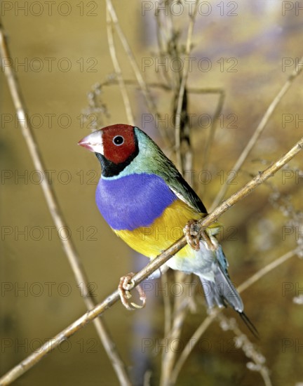 Gouldian finch, chloebia gouldiae