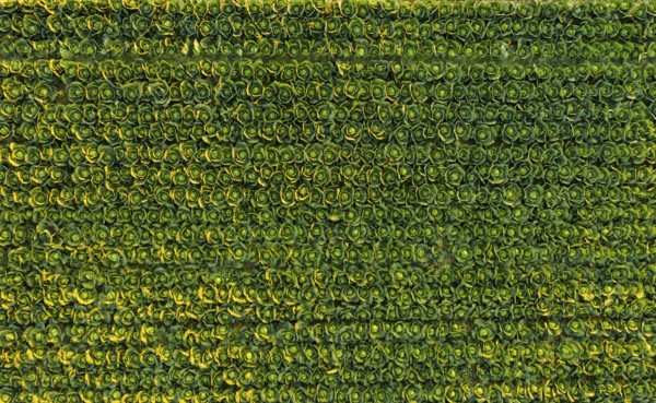 Sunset over a field of cabbage aerial view from above. Agriculture field background