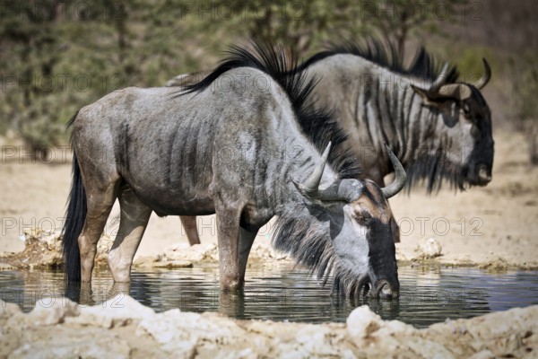 Drinking blue wildebeest (Connochaetes taurinus), Kgalagadi Transfrontier National Park, South