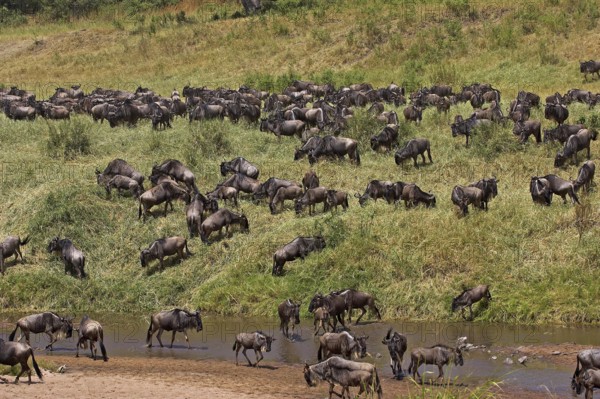 Blue Wildebeest (connochaetes taurinus), Herd Crossing River during Migration, Masai Mara park in