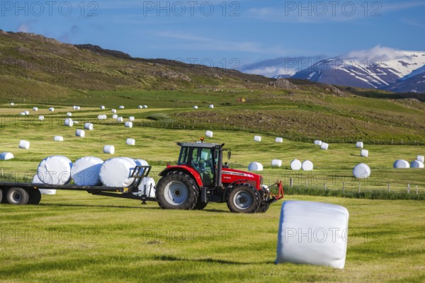ICELAND, JUNE 29: Tractor bringing in hay bales from the fields for silage and winter feed for