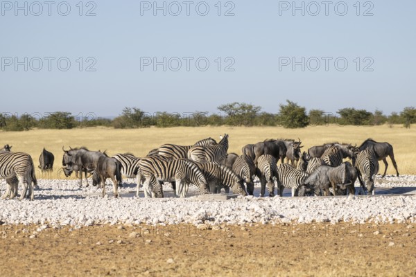 Zebras (Equus quagga) and blue wildebeests (Connochaetes taurinus) at the waterhole, Etosha