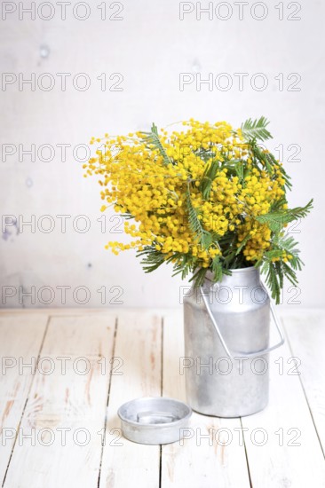 Mimosa flowers in a vintage metal milk can on the rustic white wooden background. Shabby chic style