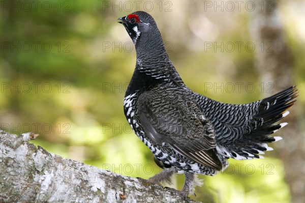 Spruce Grouse, male, Gaspesie National Park, Quebec (Dendragopus Canada Grouse (Falcipennis