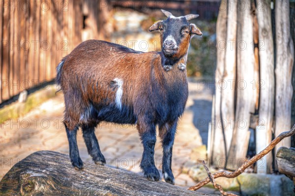 Goat, domestic goat (Capra aegagrus hircus) in its enclosure in the sunshine, Eisenberg, Thuringia,