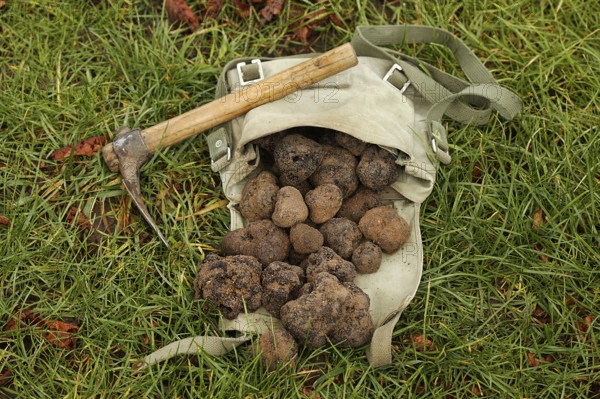 Black truffle (tuber melanosporum), Perigord truffle, Perigord truffle, Perigord truffle, Black