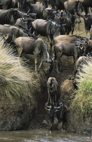 Blue Wildebeest (connochaetes taurinus), Herd crossing Mara River during Migration, Masai Mara Park