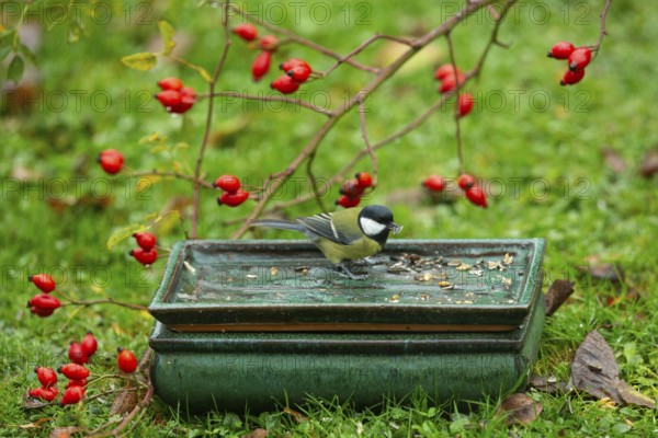Great tit with food in beak in table with food in front of red rosehips sitting in green grass
