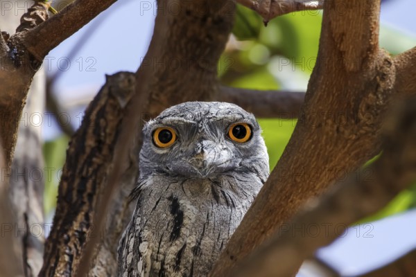 Portrait of a unique Tawny frogmouth in tropical tree, facing, Karumba, Queensland, Australia,
