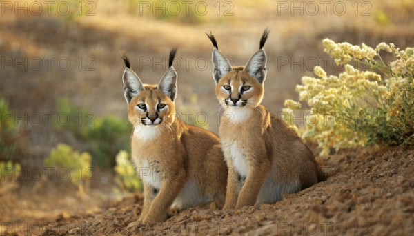 AI generated, animal, animals, mammal, mammals, biotope, habitat, two, female, juvenile, foraging,