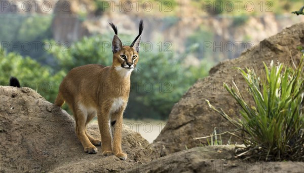 AI generated, animal, animals, mammal, mammals, biotope, habitat, a, individual, foraging,