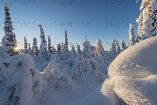Snow-covered trees, Muddus National Park, Laponia World Heritage Site, Norrbotten, Lapland, Sweden,