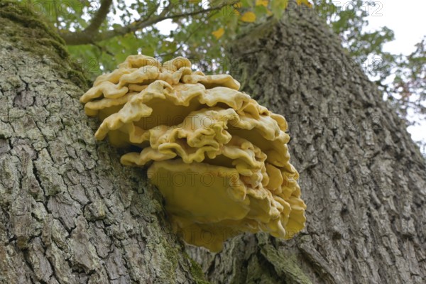 Common sulphur fungus (Laetiporus sulphureus), Schwäbisch Hall, Heilbronn-Franken,