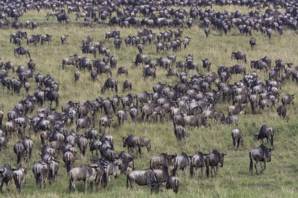 White-bearded wildebeest, Maasai Mara Game Reserve (Connochaetes taurinus albojubatus), wildebeest,