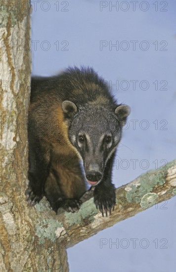 Ringtailed Coati or Coatimundi (nasua nasua), Adult perched in Tree, Pantanal in Brazil