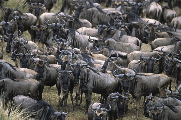 Blue Wildebeest (connochaetes taurinus), Herd ready for crossing Mara River during Migration, Masai