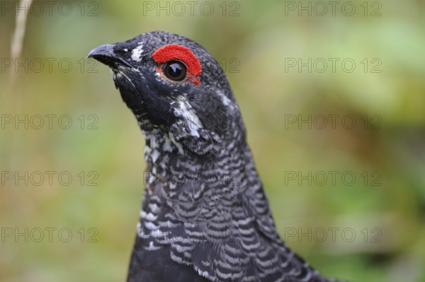 Spruce Grouse, male, Cap Breton Highlands National Park, Nova Scotia (Dendragopus Canada Grouse