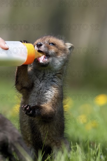 Red Fox (vulpes vulpes), Bottle-fed Cub, at La Dame Blanche, an Animal Protection Center in