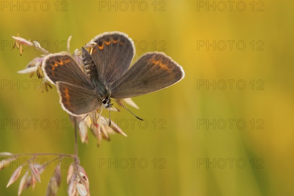 Silver-studded blue (Plebejus argus), female, North Rhine-Westphalia, Germany, Europe
