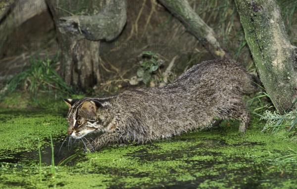 Leopard Cat (prionailurus bengalensis), Adult fishing in Swamp