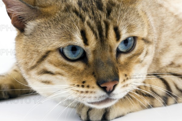 Seal Mink Tabby Bengal Domestic Cat, Portrait of Male against White Background