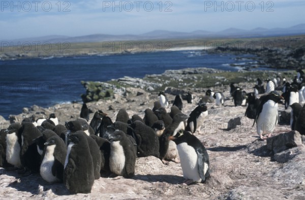 Rockhopper Penguins, Pebble Island, Falkland Islands (Eudyptes chrysocome)