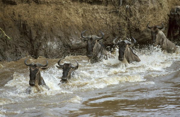 Blue Wildebeest (connochaetes taurinus), Herd crossing Mara River during Migration, Masai Mara Park
