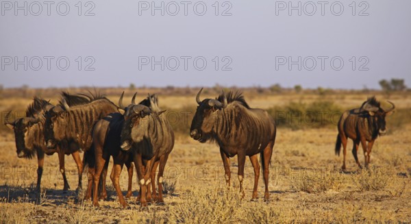 Blue wildebeests (Connochaetes taurinus) in morning light, Central Kalahari, Botswana, Botswana,