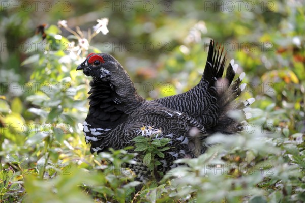 Spruce Grouse, male, Cap Breton Highlands National Park, Nova Scotia (Dendragopus Canada Grouse