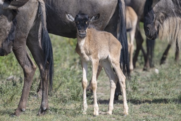 Wildebeest (Connochaetes), calf, newborn, juvenile, young animal, eye contact, Ndutu Conservation