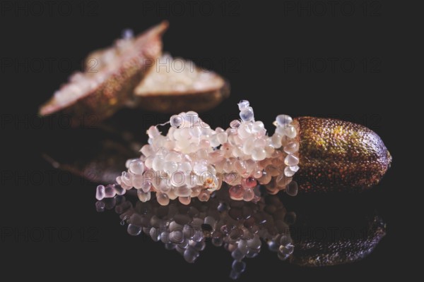 Australian finger lime or caviar lime, edible fruits used in gourmet cuisine. Citrus australasica