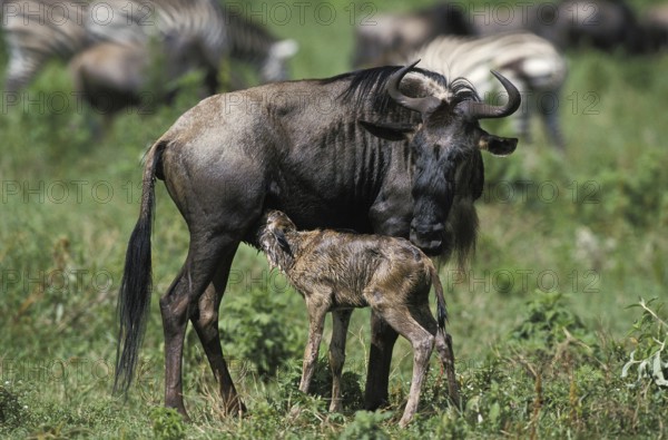 Blue Wildebeest (connochaetes taurinus), Mother with Calf Suckling, Masai Mara park in Kenya