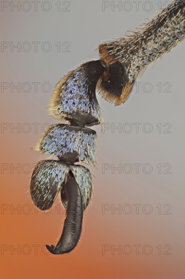 These weevils are among the most colorfull ones in the world, detail of the claw showing the