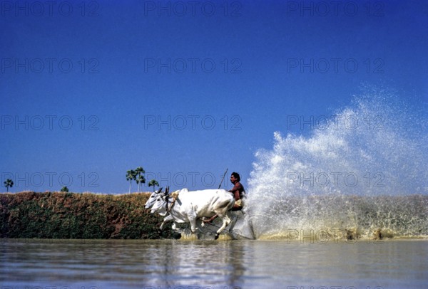 Cattle racing is also known as Maramadi, kalappoottu in Chithali near Palakkad or Palghat in