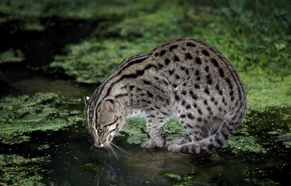FISHING CAT (prionailurus viverrinus), ADULT LOOKING FOR FISH
