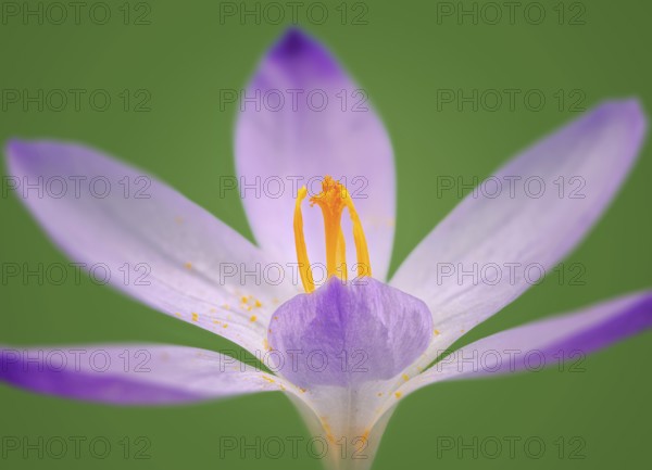 Macro of a purple crocus flower blossom