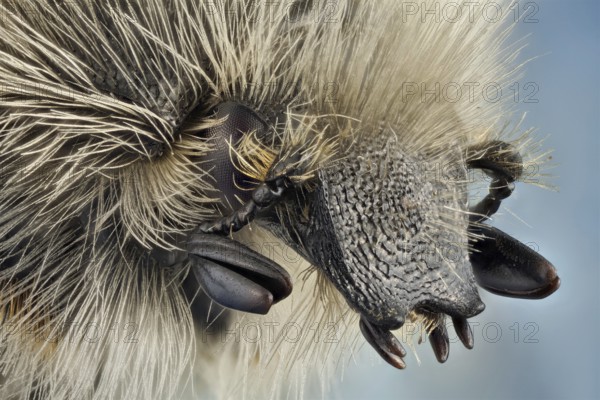 Lateral view of a flower beetle, larvae feed on roots, while the adults can be encountered during