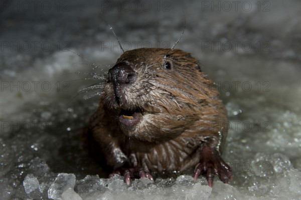 European beaver (Castor fiber), Rosenheim, Bavaria, Germany, Europe