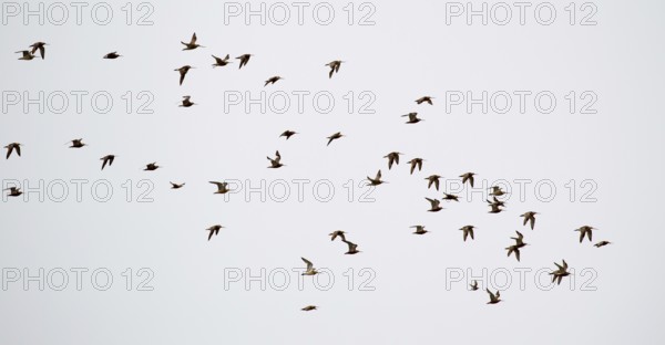 A flock of Bar-tailed Godwits (Limosa lapponica) in flight over the North Frisian island of Juist