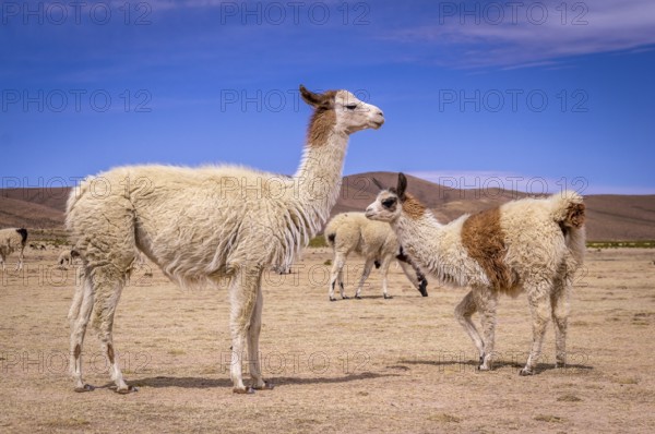 Flock of alpacas in Altiplano. Lamas and alpacas are very popular in Bolivia and Peru for their