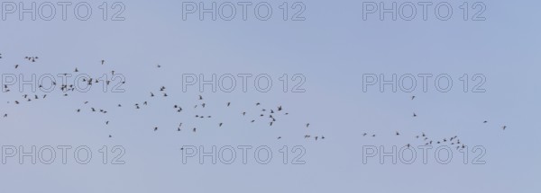 Bar-tailed godwits (Limosa lapponica) in flight over the Wadden Sea off Juist, East Frisian island,