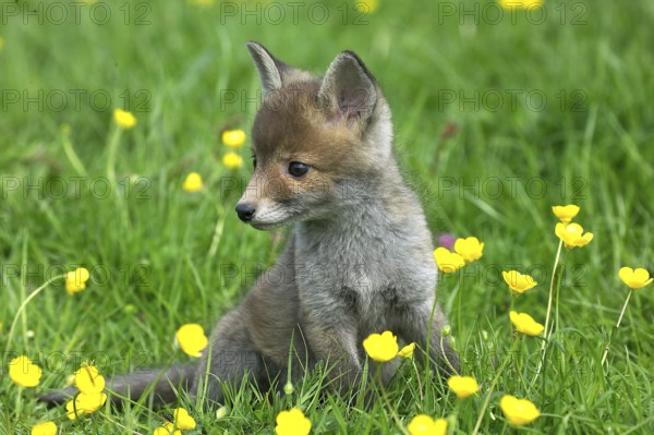 Red Fox (vulpes vulpes), Pup Sitting with Yellow Flowers, Normandy