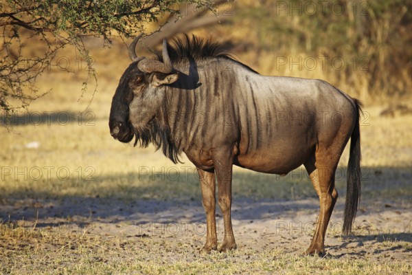 Streifengnu, blue wildebeest (Connochaetes taurinus), Makgadikgadi Pans National Park, Botswana,
